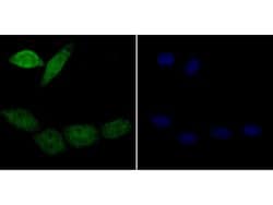 Invitrogen APE1 Monoclonal Antibody (12H2) 100 &mu;L; Unconjugated:Antibodies,