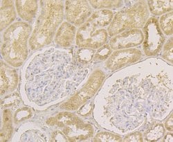 Invitrogen APE1 Monoclonal Antibody (12H2) 100 &mu;L; Unconjugated:Antibodies,