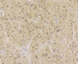 Invitrogen APE1 Monoclonal Antibody (12H2) 100 &mu;L; Unconjugated:Antibodies,