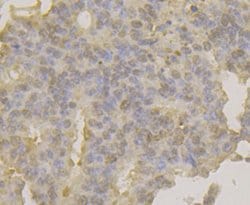 Invitrogen APE1 Monoclonal Antibody (12H2) 100 &mu;L; Unconjugated:Antibodies,