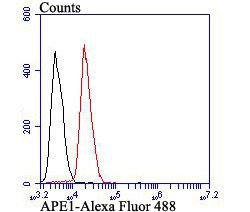 Invitrogen APE1 Monoclonal Antibody (12H1) 100 &mu;L; Unconjugated:Antibodies,