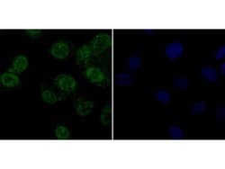Invitrogen APE1 Monoclonal Antibody (12H1) 100 &mu;L; Unconjugated:Antibodies,