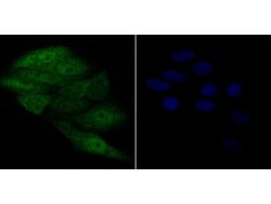 Invitrogen APE1 Monoclonal Antibody (12H1) 100 &mu;L; Unconjugated:Antibodies,