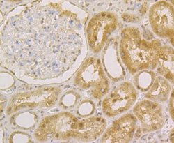 Invitrogen APE1 Monoclonal Antibody (12H1) 100 &mu;L; Unconjugated:Antibodies,
