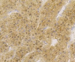 Invitrogen APE1 Monoclonal Antibody (12H1) 100 &mu;L; Unconjugated:Antibodies,