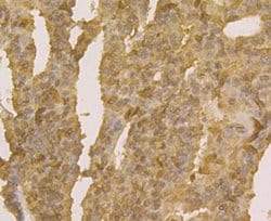 Invitrogen APE1 Monoclonal Antibody (12H1) 100 &mu;L; Unconjugated:Antibodies,