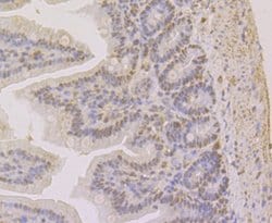 Invitrogen APE1 Monoclonal Antibody (12H1) 100 &mu;L; Unconjugated:Antibodies,