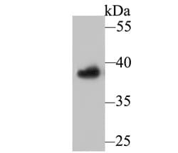 Invitrogen APE1 Monoclonal Antibody (12H1) 100 &mu;L; Unconjugated:Antibodies,