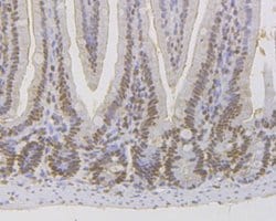 Invitrogen MSH2 Monoclonal Antibody (10G3) 100 &mu;L | Buy Online | Invitrogen&trade; | Fisher Scientific