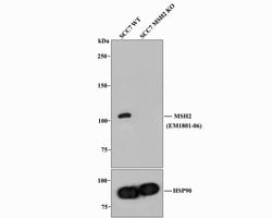 Invitrogen MSH2 Monoclonal Antibody (10G3) 100 &mu;L | Buy Online | Invitrogen&trade; | Fisher Scientific