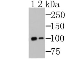 Invitrogen MSH2 Monoclonal Antibody (10G3) 100 &mu;L | Buy Online | Invitrogen&trade; | Fisher Scientific