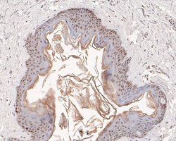 Invitrogen MSH2 Monoclonal Antibody (10G2) 100 &mu;L | Buy Online | Invitrogen&trade; | Fisher Scientific