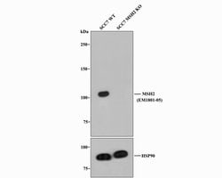Invitrogen MSH2 Monoclonal Antibody (10G2) 100 &mu;L | Buy Online | Invitrogen&trade; | Fisher Scientific