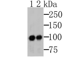 Invitrogen MSH2 Monoclonal Antibody (10G2) 100 &mu;L | Buy Online | Invitrogen&trade; | Fisher Scientific