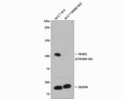Invitrogen MSH2 Monoclonal Antibody (10G1) 100 &mu;L; Unconjugated:Antibodies,