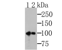 Invitrogen MSH2 Monoclonal Antibody (10G1) 100 &mu;L; Unconjugated:Antibodies,