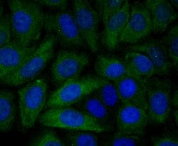 Invitrogen PGF Monoclonal Antibody (3G2) 100 &mu;L; Unconjugated:Antibodies,