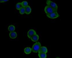 Invitrogen PGF Monoclonal Antibody (3G2) 100 &mu;L; Unconjugated:Antibodies,