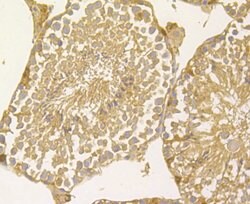 Invitrogen PGF Monoclonal Antibody (3G2) 100 &mu;L; Unconjugated:Antibodies,
