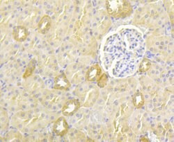 Invitrogen PGF Monoclonal Antibody (3G2) 100 &mu;L; Unconjugated:Antibodies,