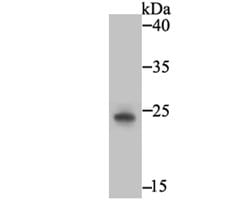 Invitrogen PGF Monoclonal Antibody (3G2) 100 &mu;L; Unconjugated:Antibodies,