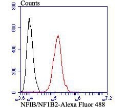 Invitrogen NFIB Monoclonal Antibody (1H1) 100 &mu;L; Unconjugated:Antibodies,