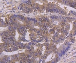 Invitrogen NFIB Monoclonal Antibody (1H1) 100 &mu;L; Unconjugated:Antibodies,