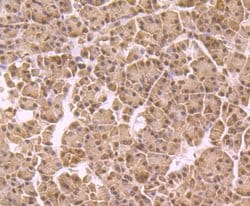 Invitrogen NFIB Monoclonal Antibody (1H1) 100 &mu;L; Unconjugated:Antibodies,