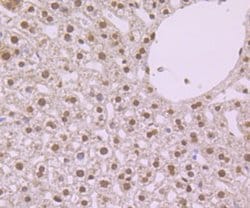Invitrogen NFIB Monoclonal Antibody (1H1) 100 &mu;L; Unconjugated:Antibodies,