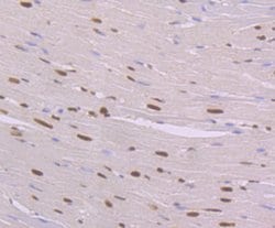 Invitrogen NFIB Monoclonal Antibody (1H1) 100 &mu;L; Unconjugated:Antibodies,