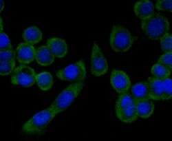 Invitrogen PGF Monoclonal Antibody (3G3) 100 &mu;L; Unconjugated:Antibodies,