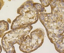 Invitrogen PGF Monoclonal Antibody (3G3) 100 &mu;L; Unconjugated:Antibodies,