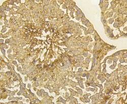 Invitrogen PGF Monoclonal Antibody (3G3) 100 &mu;L; Unconjugated:Antibodies,