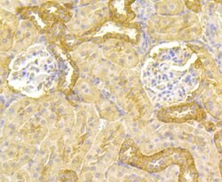 Invitrogen PGF Monoclonal Antibody (3G3) 100 &mu;L; Unconjugated:Antibodies,