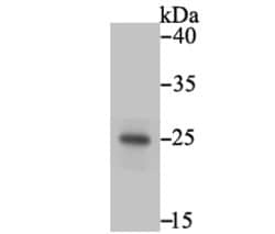 Invitrogen PGF Monoclonal Antibody (3G3) 100 &mu;L; Unconjugated:Antibodies,