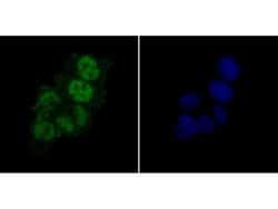 Invitrogen PTBP1 Monoclonal Antibody (9A1) 100 &mu;L; Unconjugated:Antibodies,