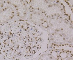 Invitrogen PTBP1 Monoclonal Antibody (9A1) 100 &mu;L; Unconjugated:Antibodies,