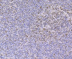 Invitrogen PTBP1 Monoclonal Antibody (9A1) 100 &mu;L; Unconjugated:Antibodies,