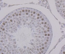 Invitrogen PTBP1 Monoclonal Antibody (9A1) 100 &mu;L; Unconjugated:Antibodies,