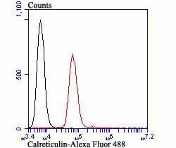 Invitrogen Calreticulin Monoclonal Antibody (7B2) 100 &mu;L; Unconjugated:Antibodies,