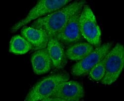 Invitrogen Calreticulin Monoclonal Antibody (7B2) 100 &mu;L; Unconjugated:Antibodies,
