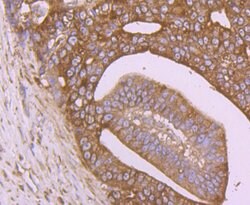 Invitrogen Calreticulin Monoclonal Antibody (7B2) 100 &mu;L; Unconjugated:Antibodies,