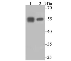 Invitrogen Calreticulin Monoclonal Antibody (7B2) 100 &mu;L; Unconjugated:Antibodies,