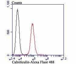 Invitrogen Calreticulin Monoclonal Antibody (7B1) 100 &mu;L; Unconjugated:Antibodies,