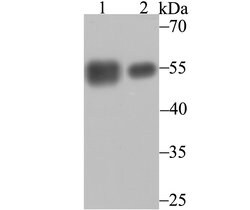Invitrogen Calreticulin Monoclonal Antibody (7B1) 100 &mu;L; Unconjugated:Antibodies,