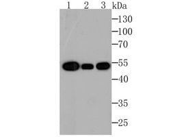 Invitrogen beta Tubulin Monoclonal Antibody (1-B11), HRP 100 &mu;L; HRP:Antibodies,