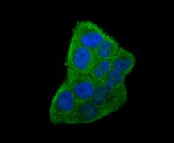 Invitrogen IL-6 Monoclonal Antibody (1-6) 100 &mu;L | Buy Online | Invitrogen&trade; | Fisher Scientific