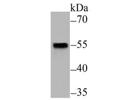 Invitrogen SMAD2 Monoclonal Antibody (C9-B0) 100 &mu;L; Unconjugated:Antibodies,