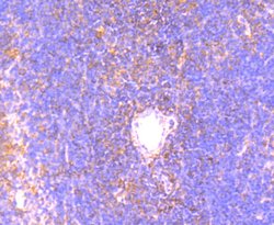 Invitrogen OX40 (CD134) Monoclonal Antibody (2H1) 100 &mu;L; Unconjugated:Antibodies,