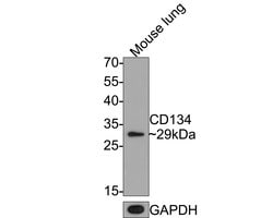 Invitrogen OX40 (CD134) Monoclonal Antibody (2H1) 100 &mu;L; Unconjugated:Antibodies,